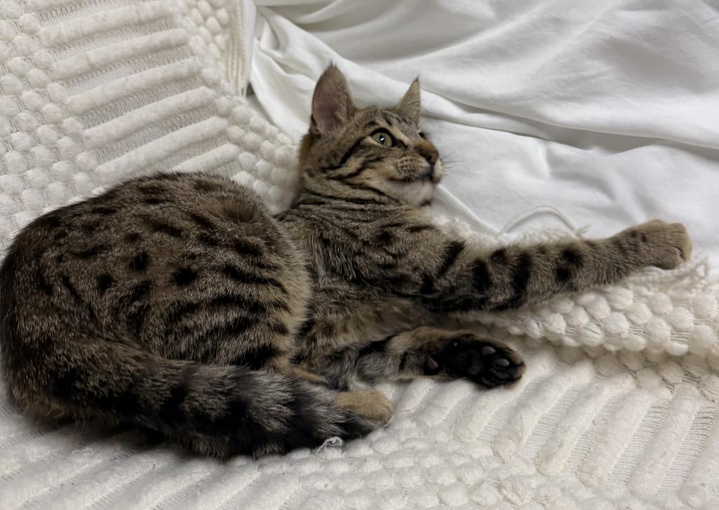 F6 SAVANNAH KITTEN Silver Nose photo 12