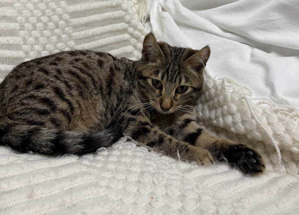 F6 SAVANNAH KITTEN Silver Nose photo 10