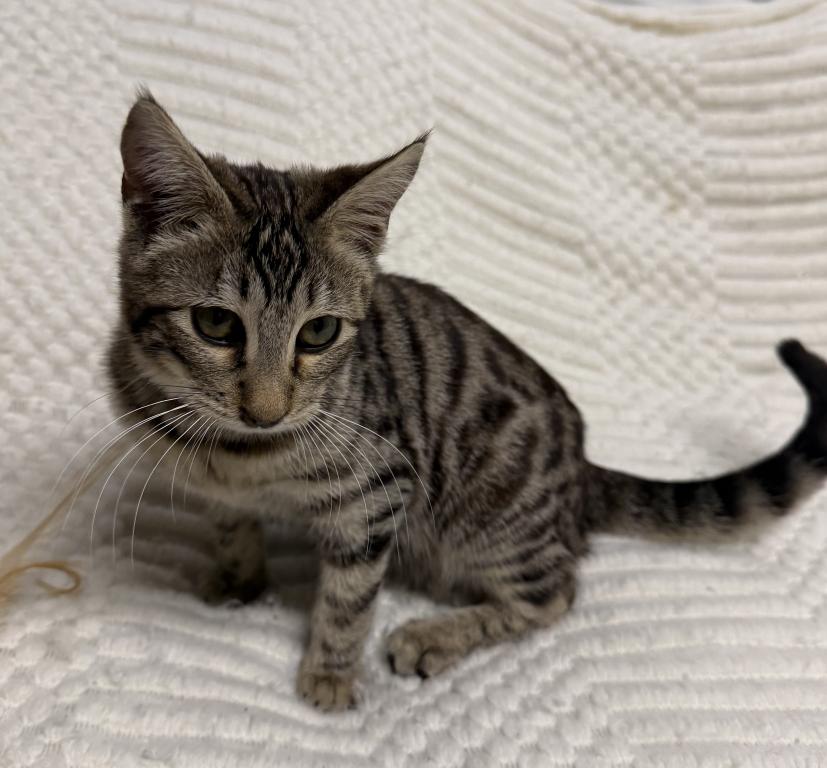 F6 SAVANNAH KITTEN Silver Nose photo 4