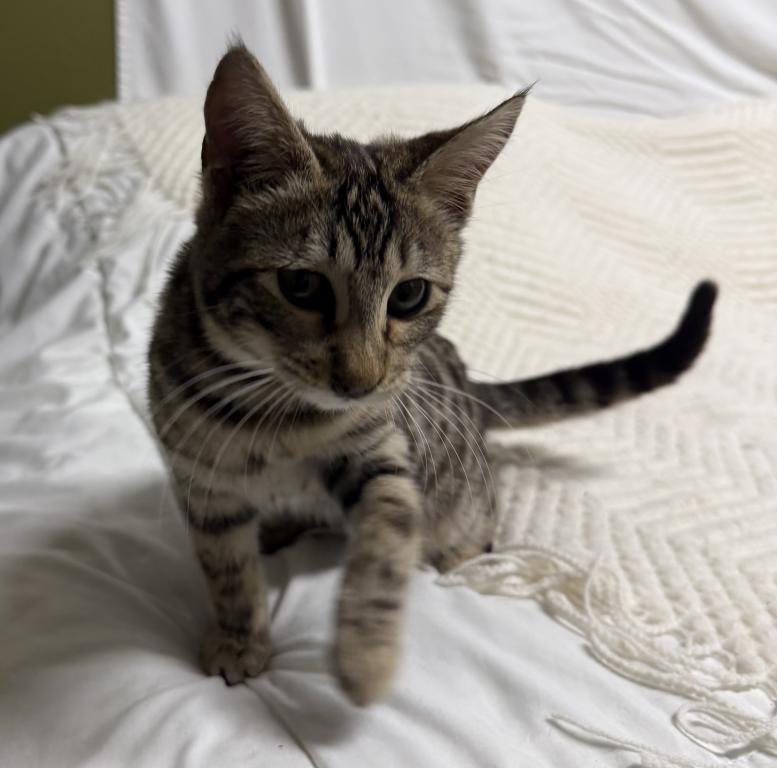 F6 SAVANNAH KITTEN Silver Nose photo 6