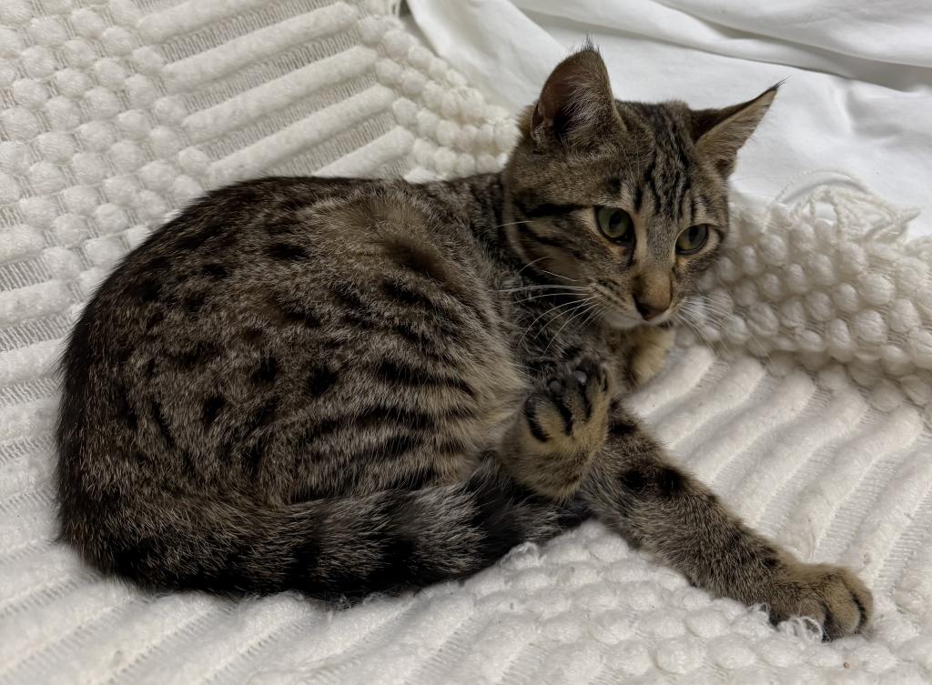 F6 SAVANNAH KITTEN Silver Nose photo 11