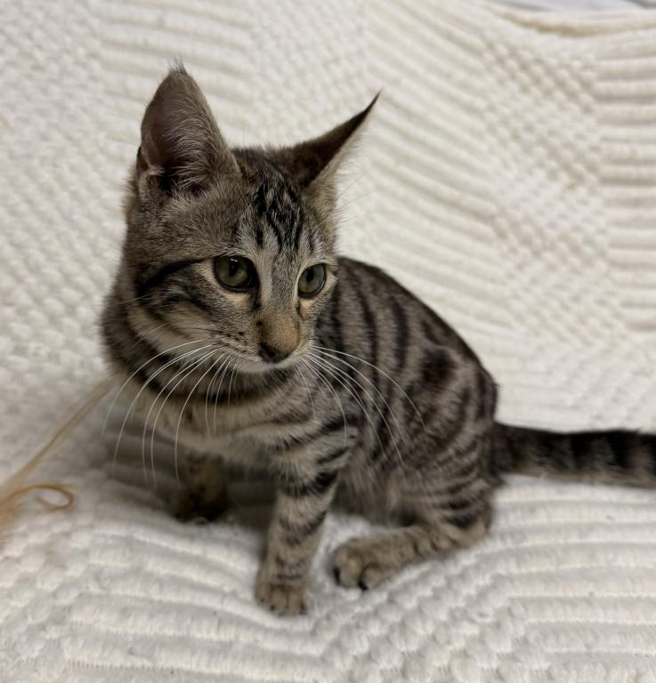 F6 SAVANNAH KITTEN Silver Nose photo 2