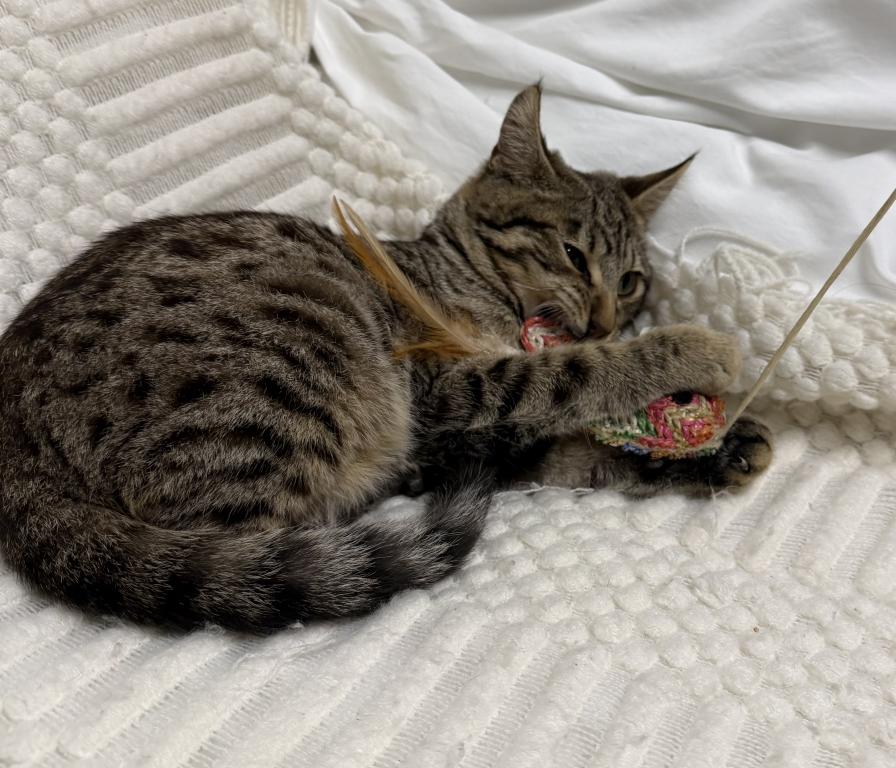 F6 SAVANNAH KITTEN Silver Nose photo 3