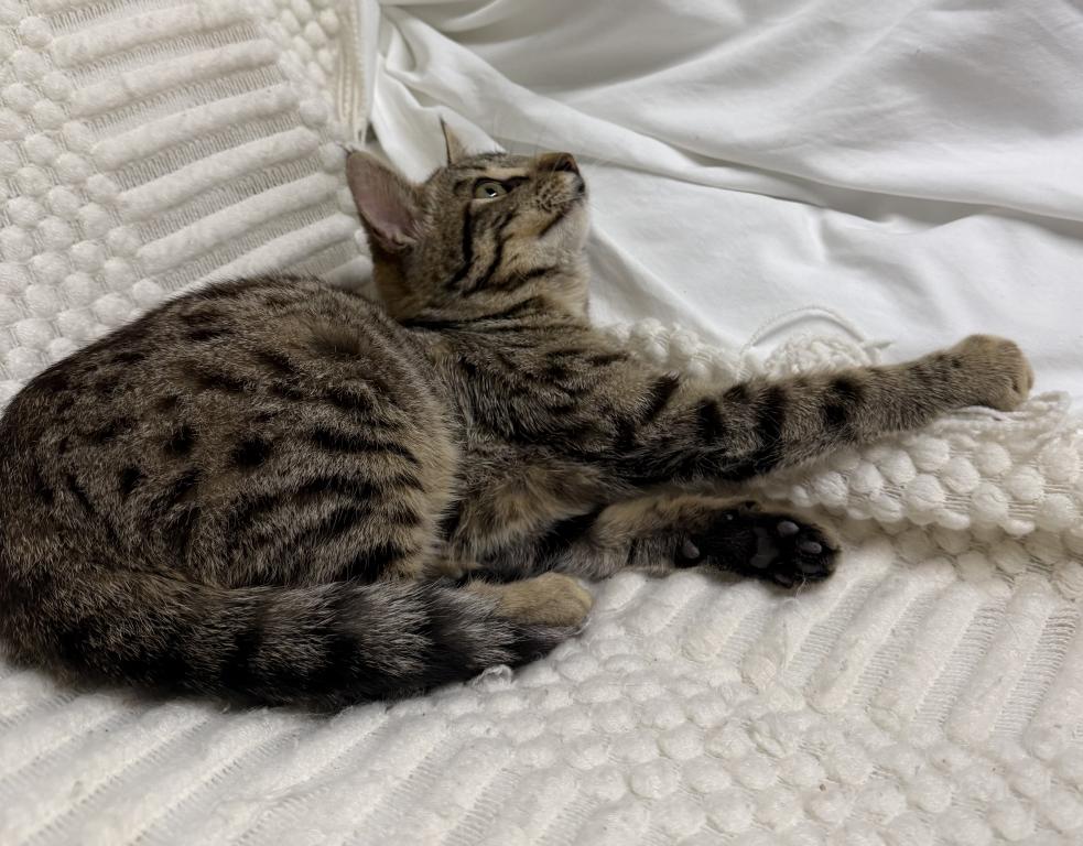 F6 SAVANNAH KITTEN Silver Nose photo 9