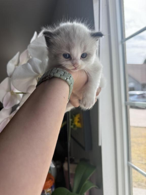 Simba photo 2