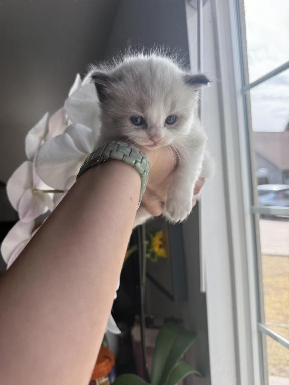 Simba photo 1