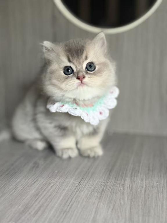 Pearl photo 2