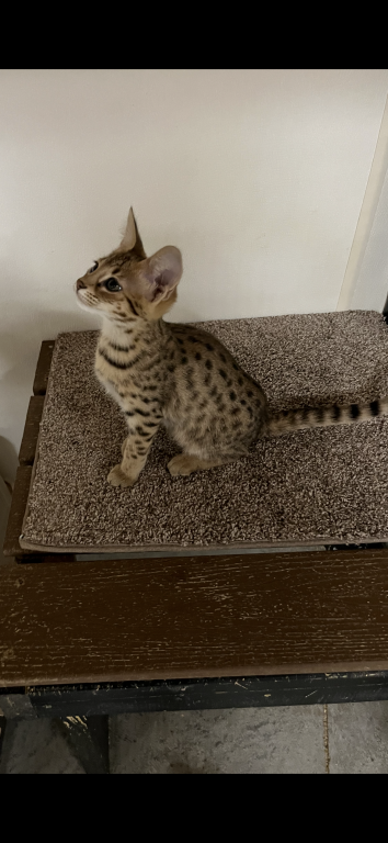 F2 Savannah Girl photo 4