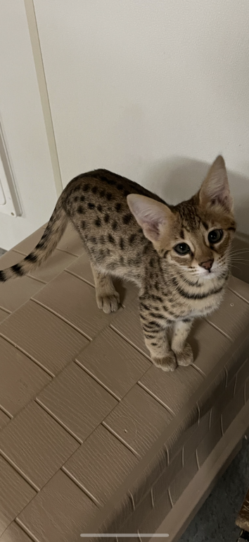 F2 Savannah Girl photo 2
