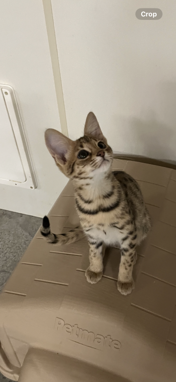F2 Savannah Girl