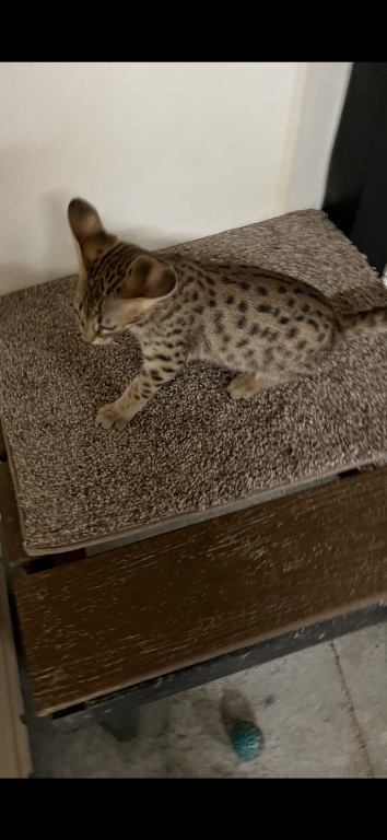 F2 Savannah Girl photo 3