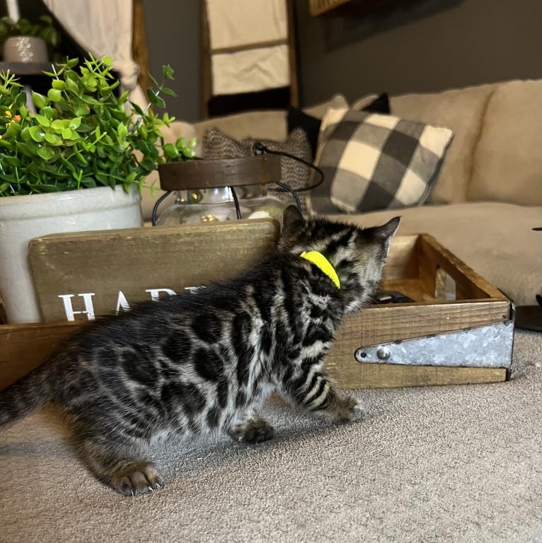 Charcoal Yellow Collar photo 3
