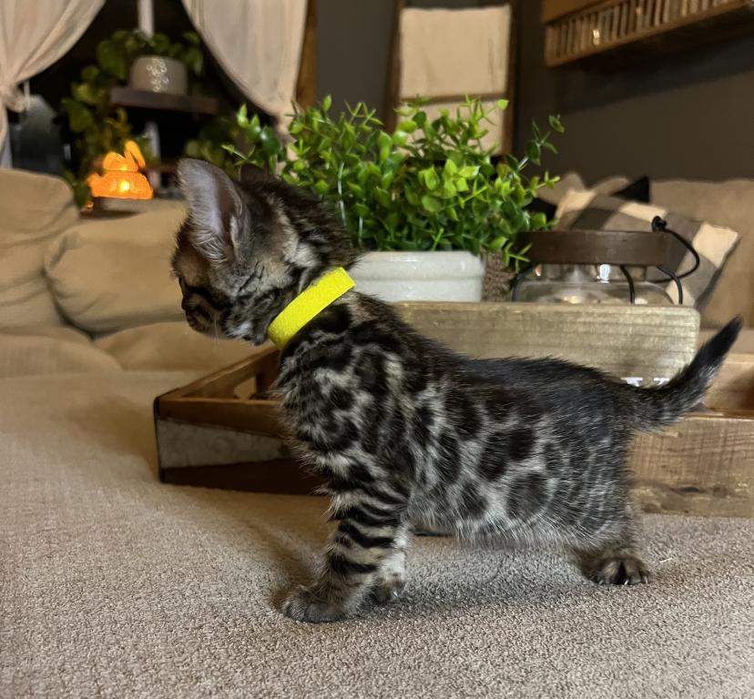Charcoal Yellow Collar photo 1
