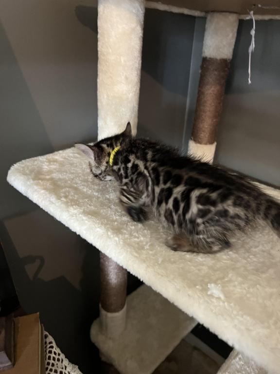 Charcoal Yellow Collar photo 11