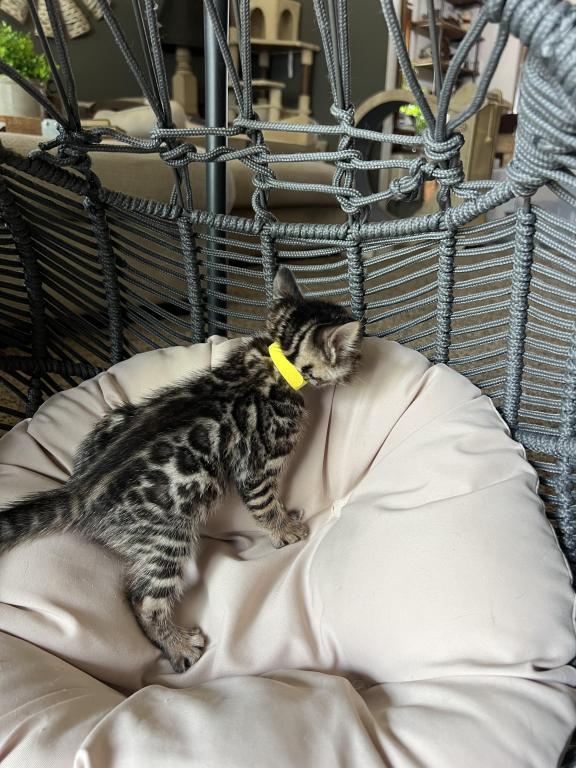 Charcoal Yellow Collar photo 7