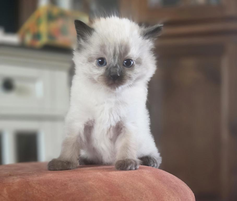Oliver photo 2
