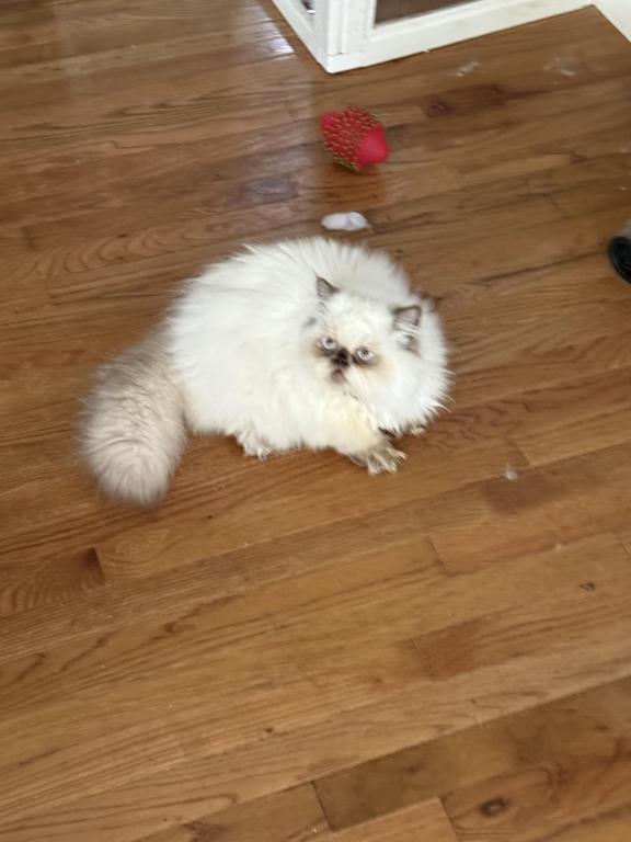 Rambo Short Legger photo 1