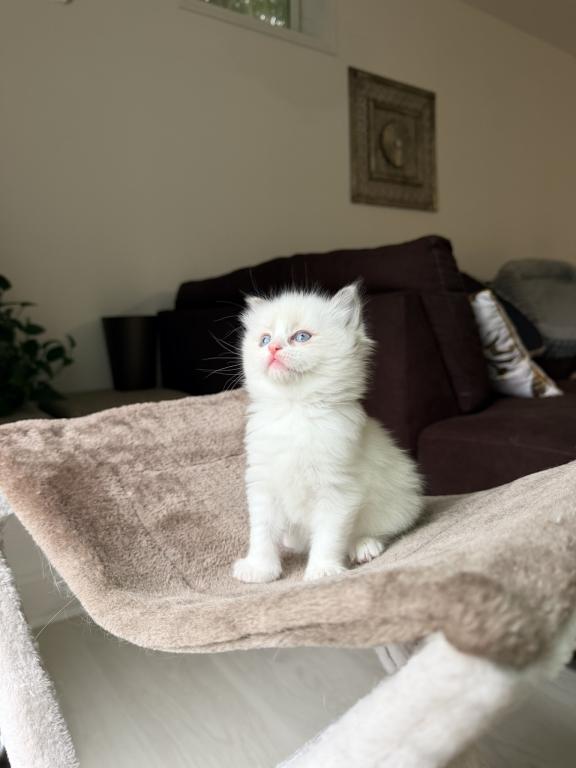 Zelda's Litter photo 16