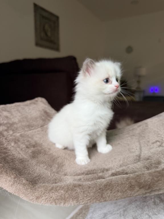 Zelda's Litter photo 15