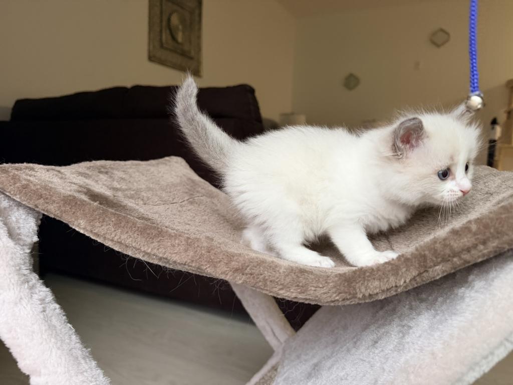Zelda's Litter photo 7