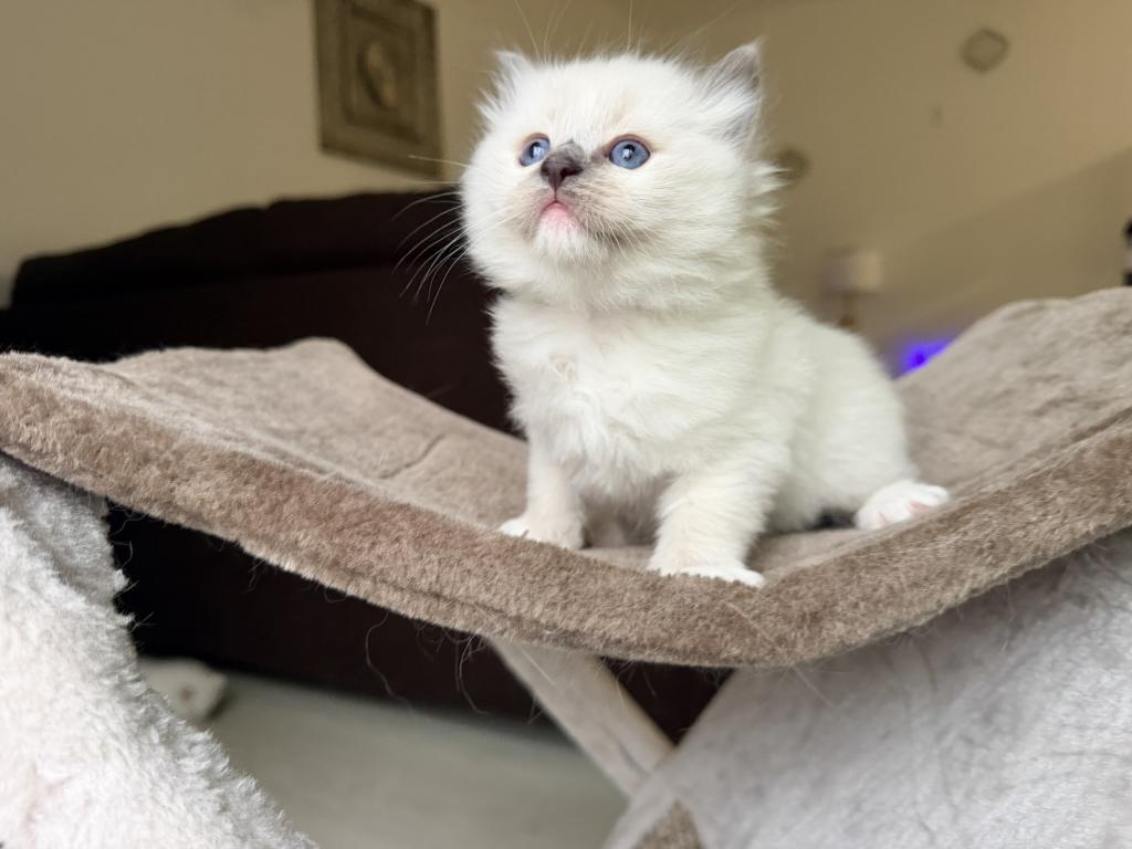 Zelda's Litter photo 10