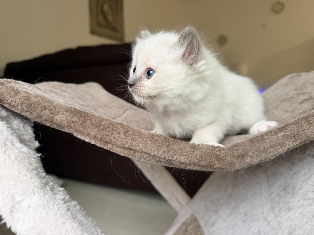 Zelda's Litter photo 12
