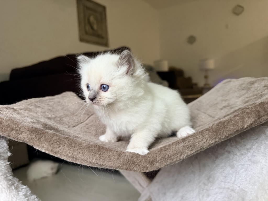 Zelda's Litter photo 11