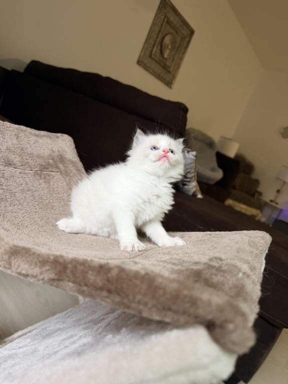 Zelda's Litter photo 4