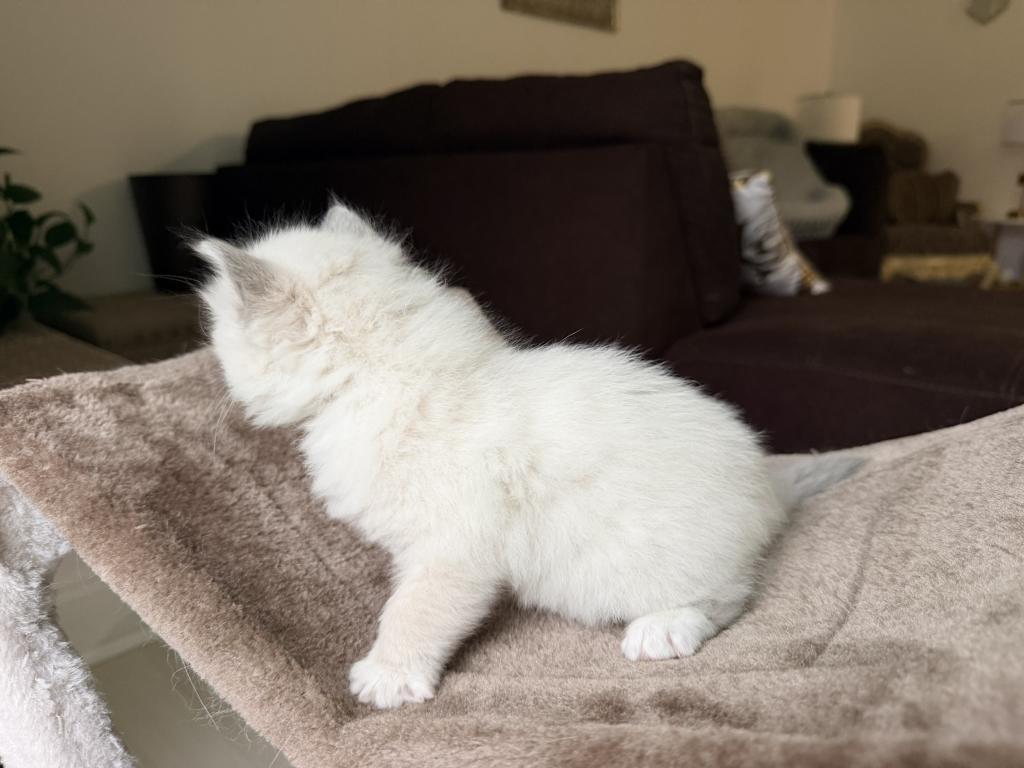 Zelda's Litter photo 3