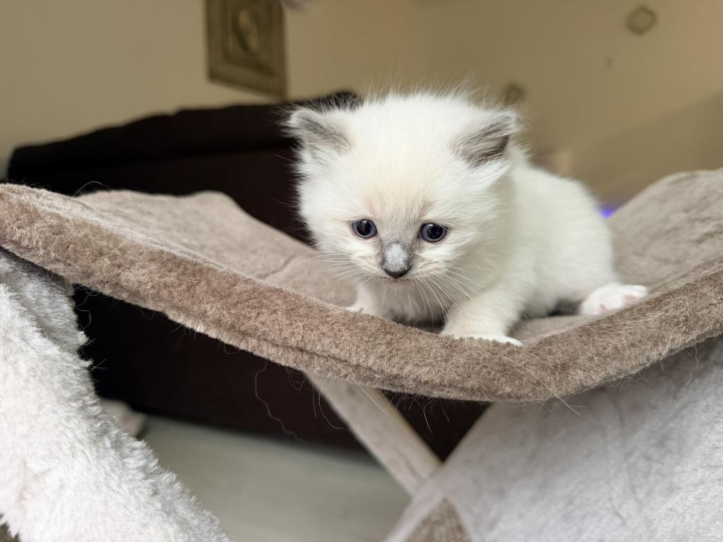 Zelda's Litter photo 9
