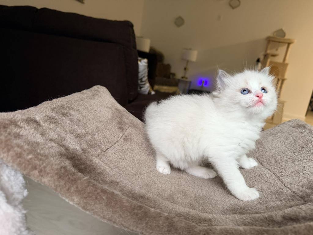 Zelda's Litter photo 6