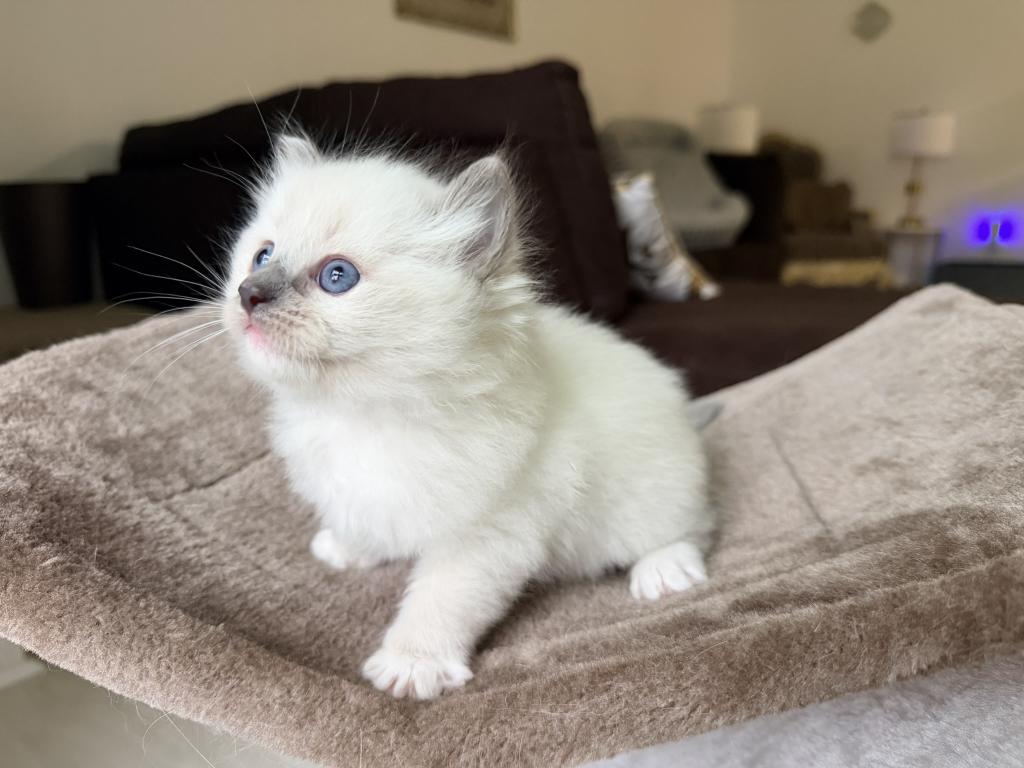Zelda's Litter photo 8