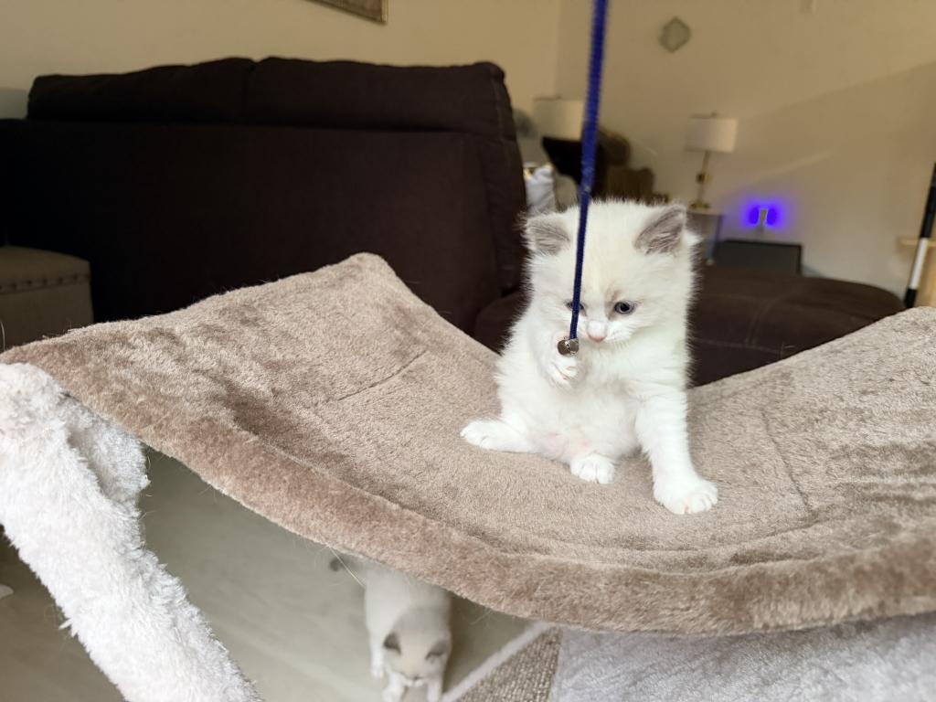 Zelda's Litter photo 5