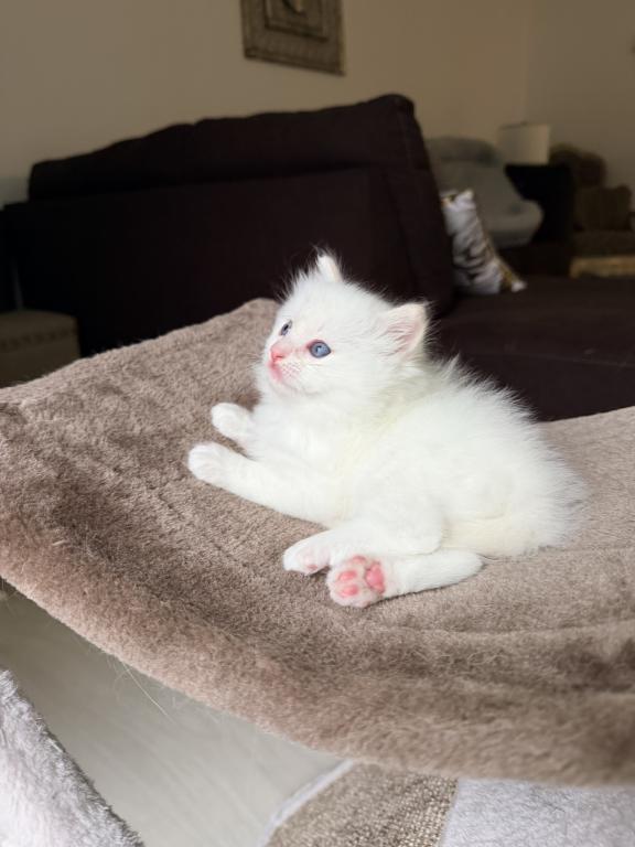Zelda's Litter photo 14