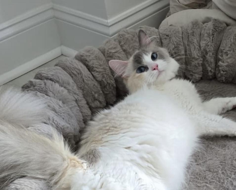 Zelda's Litter photo 1