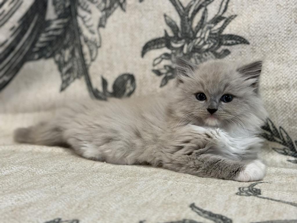 Meeko photo 3