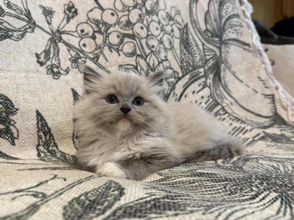 Meeko photo 4
