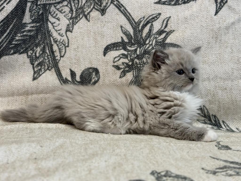 Meeko photo 8