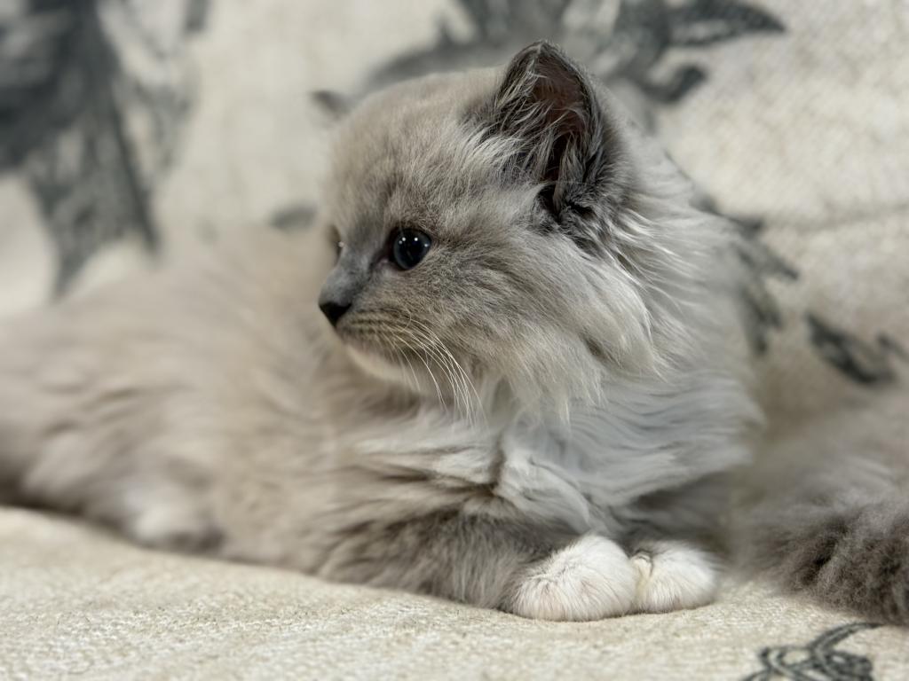 Meeko photo 5