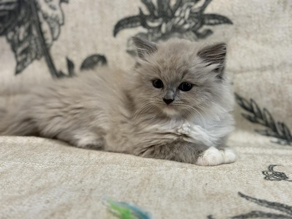 Meeko photo 7