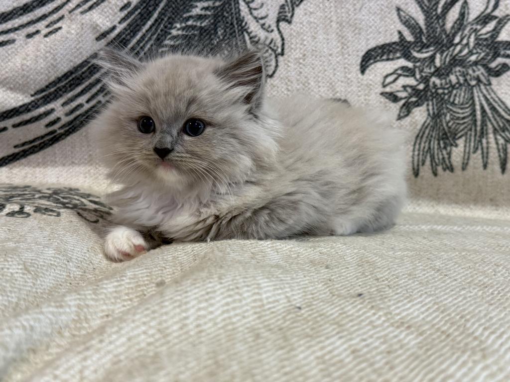 Meeko photo 2