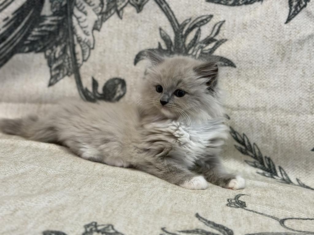 Meeko photo 6