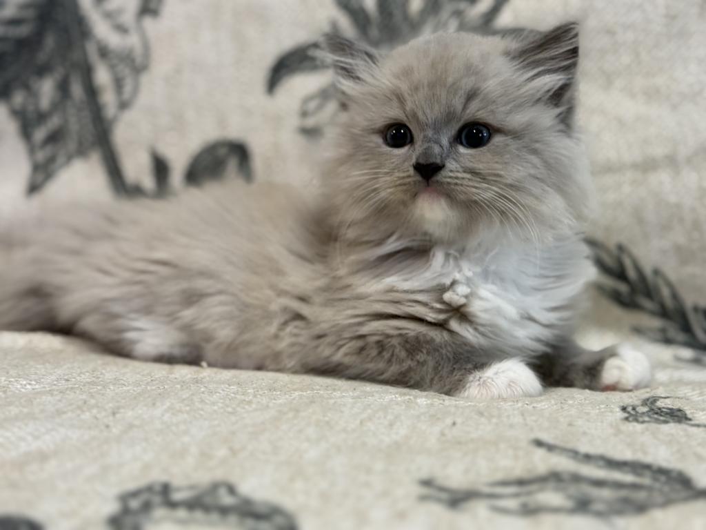 Meeko photo 1