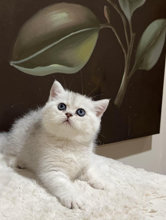 British Silver Chinchilla Kittens photo 1