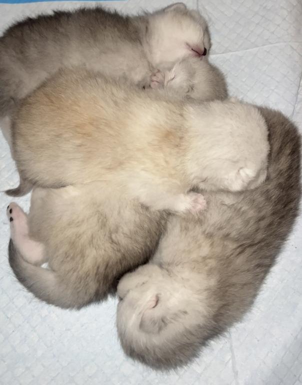 British Silver Chinchilla Kittens photo 19