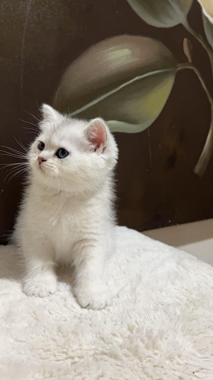 British Silver Chinchilla Kittens photo 5