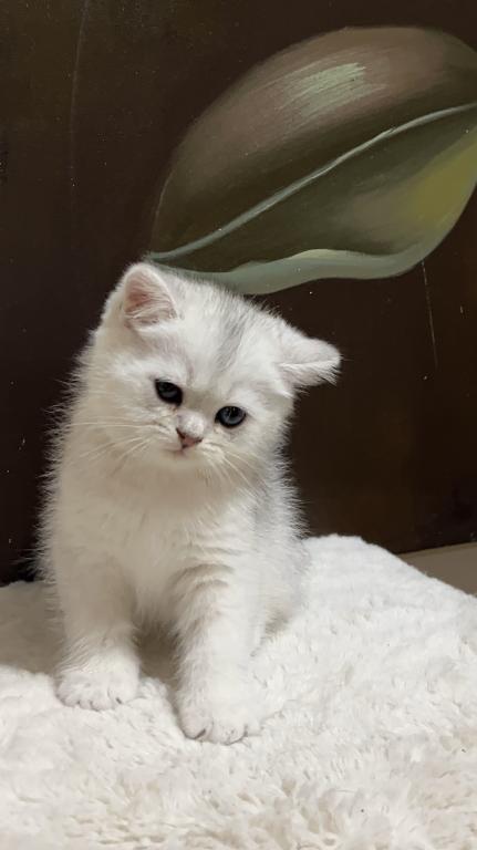 British Silver Chinchilla Kittens photo 2