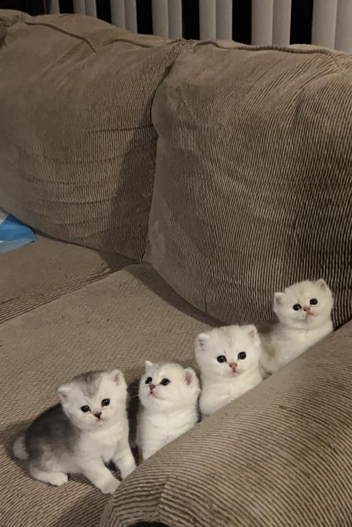 British Silver Chinchilla Kittens photo 11