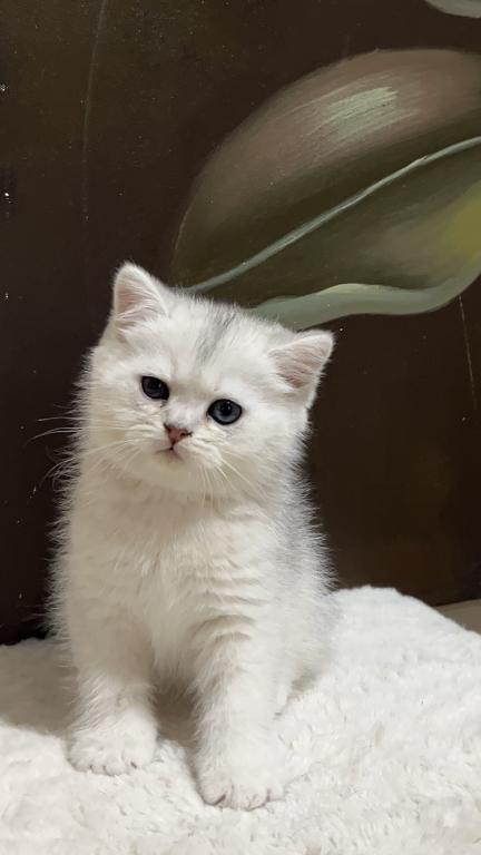 British Silver Chinchilla Kittens photo 6