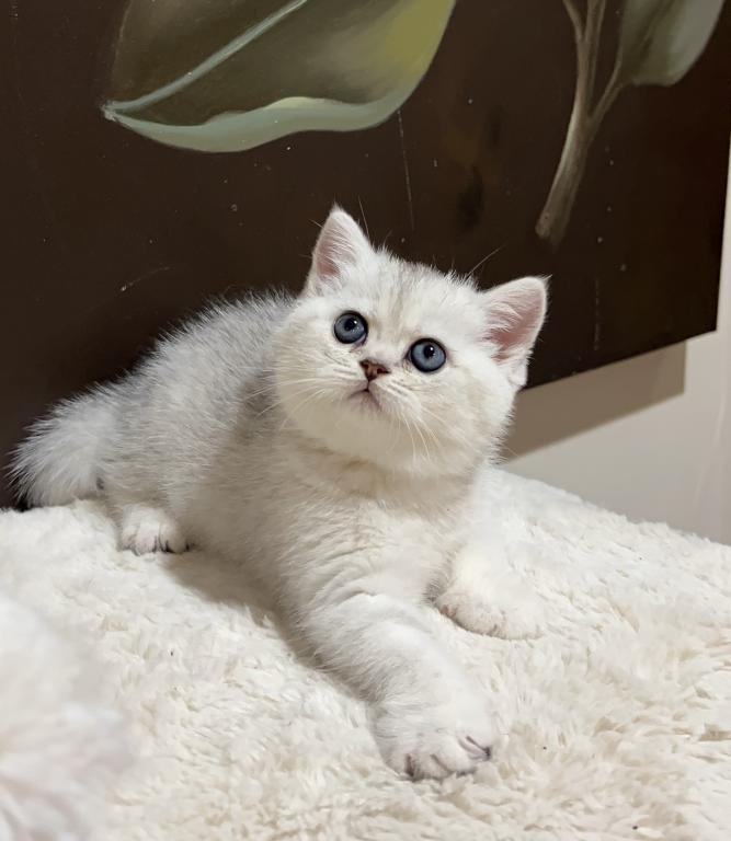 British Silver Chinchilla Kittens photo 7
